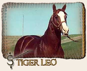 Tiger Leo
